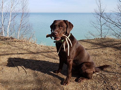 Shed Hunting for Beginners