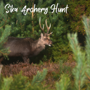 Sika Archery Hunt