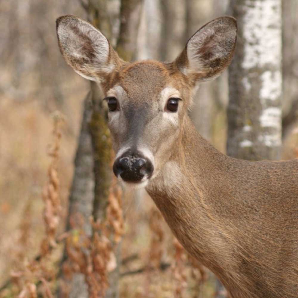 Doe Deer Hunt