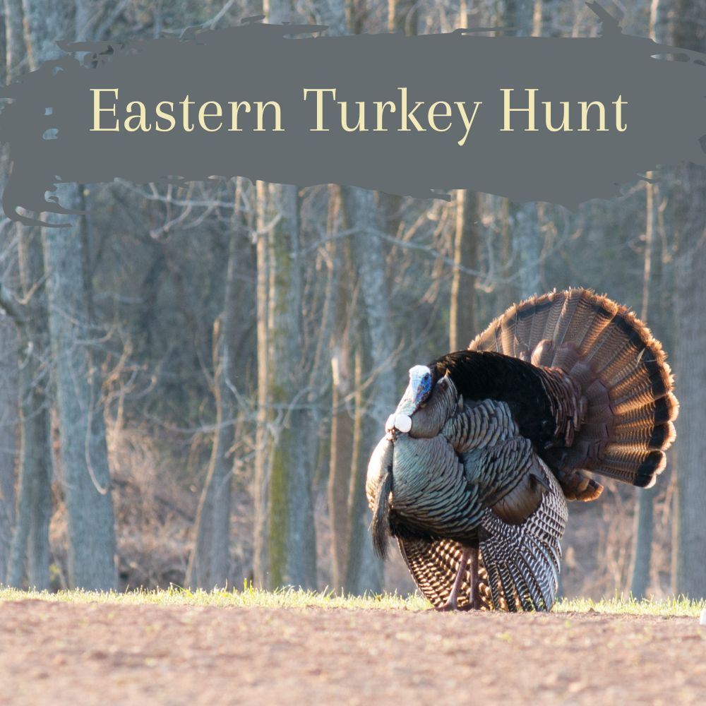 Eastern Turkey Hunt