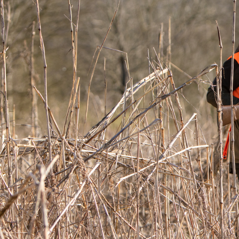 Beretta Silver Pigeon