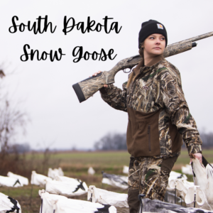 South Dakita Snow Goose