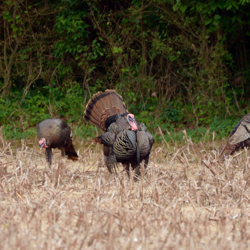Turkeys in a field