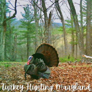 Maryland Eastern Turkey Hunt (May 1-3, 2026)